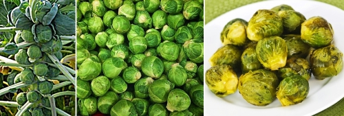 Brussels-Sprouts-horz